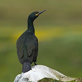 Kormoran
